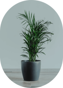 Parlor Palm