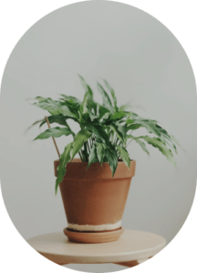 Pathos Plant