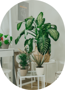 Ficus Collection